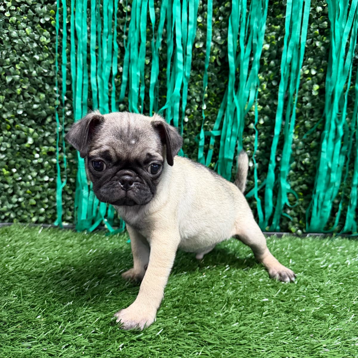 Doug