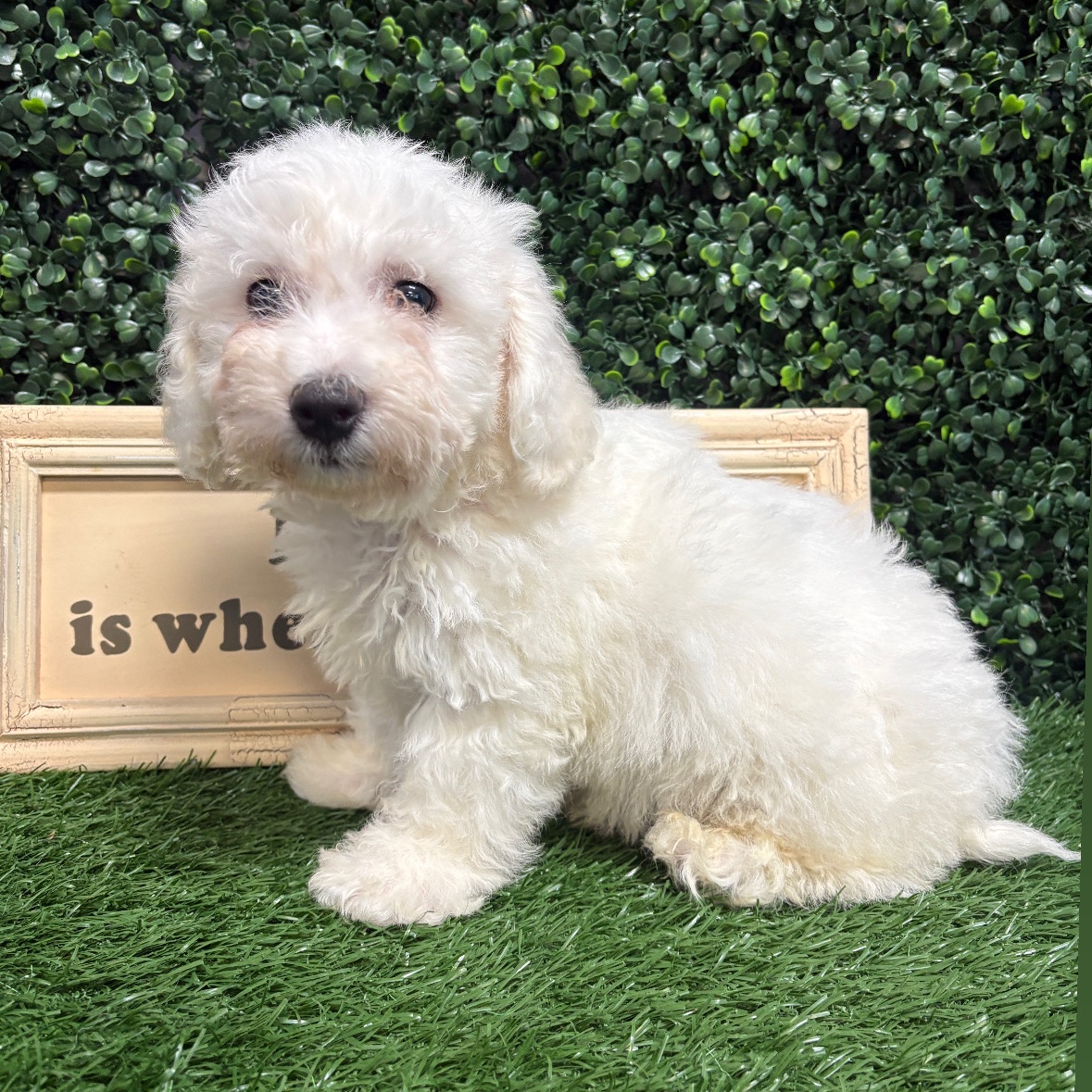 Winston