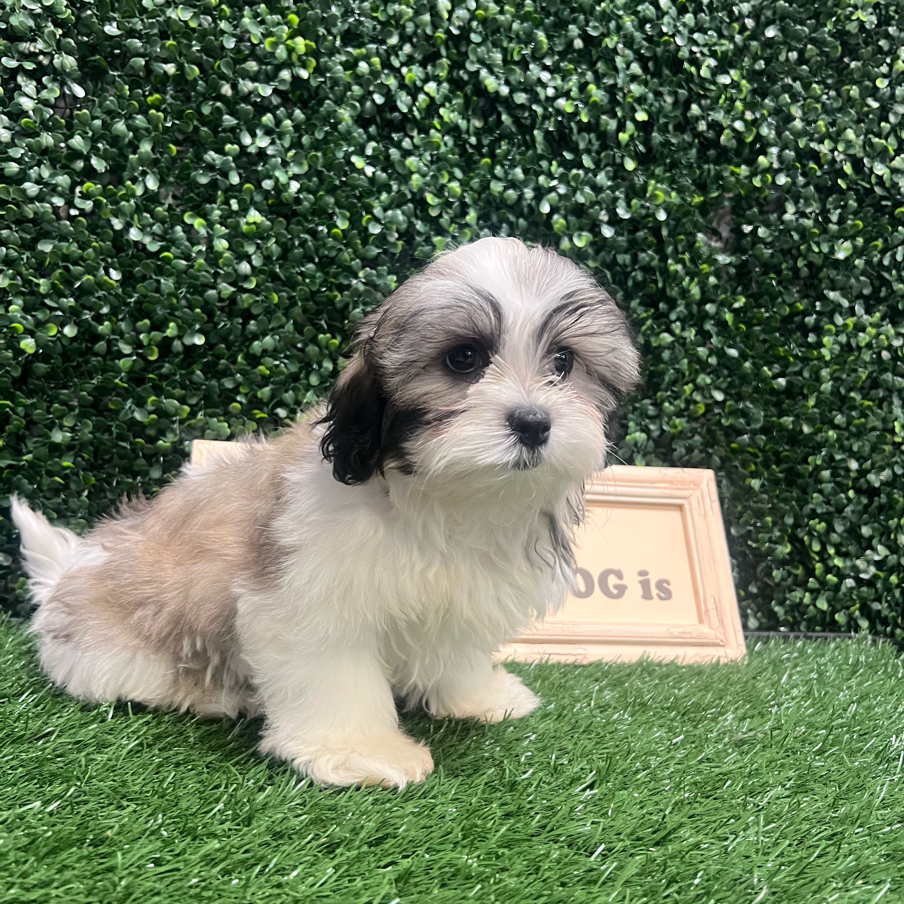 Penelope